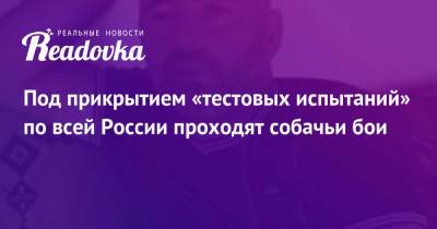Под прикрытием «тестовых испытаний» по всей России проходят собачьи бои - readovka.news - Россия - Крым - Рязань - Ставрополье - Курск