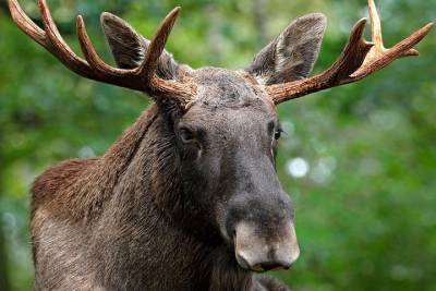 Спасатели вытащили застрявшего в землянке лося. Видео - vm.ru