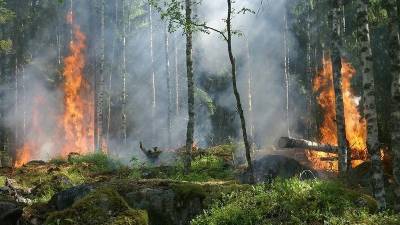 Фарит Гумеров - В Башкирии зафиксирован лесной пожар - bash.news - Башкирия