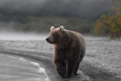 В Сочи медведь напал на туристический лагерь - 7info.ru - Сочи - Нападение