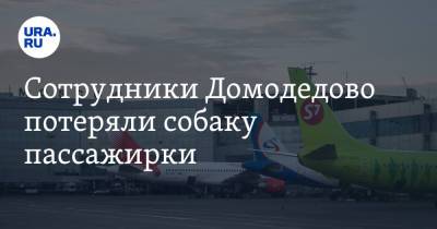 Сотрудники Домодедово потеряли собаку пассажирки - ura.news - Москва - Симферополь