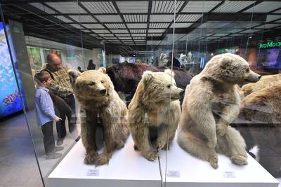 Дарвиновский музей пригласил москвичей на «День Дошкольной академии» - vm.ru - Австралия