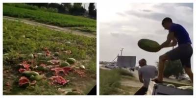 На удобрения: фермеры уничтожают урожай арбузов, не могут продать за 50 коп/1 кг - politeka.net - Украина - Херсон