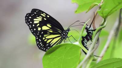 Интересный факт дня: Бабочки разрывают гусениц и пьют их заживо - techno.bigmir.net - Индонезия