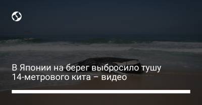 В Японии на берег выбросило тушу 14-метрового кита – видео - liga.net - Украина - Япония