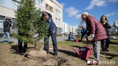 Николай Смирнов - В Академическом начали высаживать дубраву и еловую аллею (ФОТО) - newdaynews.ru - Екатеринбург - Свердловская обл.