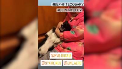 В "Домодедово" третьи сутки ищут сбежавшую из багажа собаку - tvc.ru - Москва - Крым - Симферополь