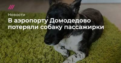 В аэропорту Домодедово потеряли собаку пассажирки - tvrain.ru - Симферополь
