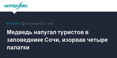 Медведь напугал туристов в заповеднике Сочи, изорвав четыре палатки - interfax.ru - Москва - Сочи