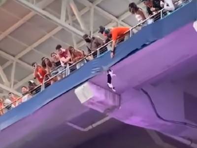 Видео: в Америке прошел матч, о котором узнал весь мир, только благодаря кошке - rosbalt.ru - Россия
