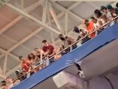 В Майами на матче по рэгби кот упал с верхней трибуны, его спасли благодаря флагу. Видео - gordonua.com - США - Украина