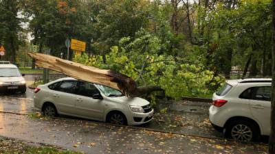 В Пушкине упавшее дерево вызвало транспортный коллапс — фото - ivbg.ru - Украина - Санкт-Петербург - Пушкин