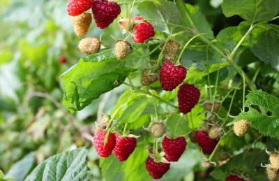 В Украине прогнозируют второй «малиновый бум» - agroportal.ua - Россия - Украина