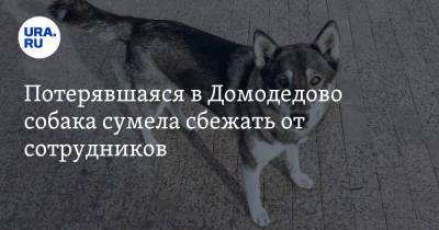 Потерявшаяся в Домодедово собака сумела сбежать от сотрудников - ura.news - Москва - Симферополь