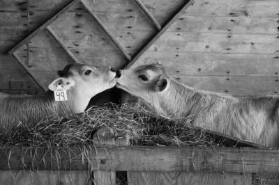 Ученые приучили коров к туалету, чтобы снизить выбросы аммиака - agroportal.ua - Украина - Экология