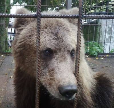 «Велес» выкупил бурого медвежонка у частной фермы - ivbg.ru - Украина - Ленобласть