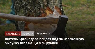 Житель Краснодара пойдет под за незаконную вырубку леса на 1,4 млн рублей - kubnews.ru - Россия - Краснодарский край - Краснодар - Белореченск