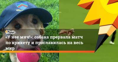 «У нее мяч!»: собака прервала матч по крикету и прославилась на весь мир - ridus.ru - Ирландия