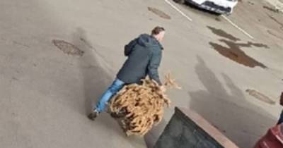 Россиянин выбросил новогоднюю елку в сентябре и развеселил пользователей сети - moslenta.ru - Москва