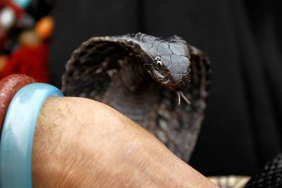 Заклинатели змей вооружились рептилиями и ограбили айтишника - lenta.ru - Индия - Дели
