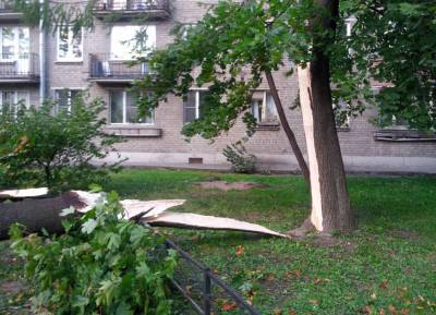 За несколько часов в Петербурге удвоилось число поваленных ветром деревьев - neva.today - Санкт-Петербург - р-н. Московский - р-н Приморский