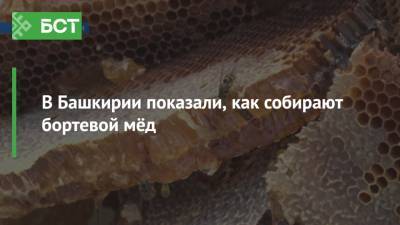 В Башкирии показали, как собирают бортевой мёд - bash.news - Башкирия