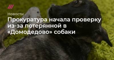 Прокуратура начала проверку из-за потерянной в «Домодедово» собаки - tvrain.ru - Москва - Симферополь