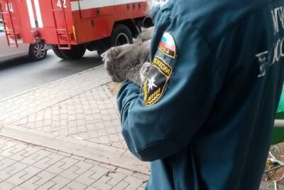 В Белгородской области пожарные сняли с дерева домашнюю кошку - mk.ru - Белгородская обл.