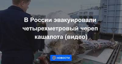 Анна Лысенко - В России эвакуировали четырехметровый череп кашалота (видео) - news.mail.ru - Москва - Россия