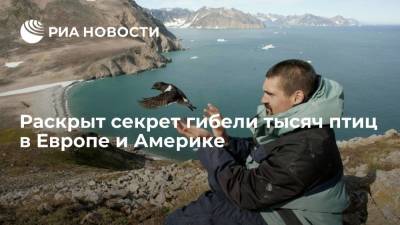 Раскрыт секрет гибели тысяч птиц в Европе и Америке - ria.ru - Москва - Норвегия - США - Франция - Гренландия - Европа