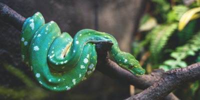 12 популярных мифов о змеях, верить в которые уже просто стыдно - skuke.net