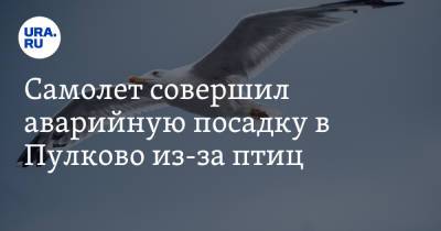Самолет совершил аварийную посадку в Пулково из-за птиц - ura.news - Россия - Санкт-Петербург