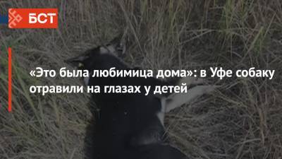 «Это была любимица дома»: в Уфе собаку отравили на глазах у детей - bash.news - Башкирия - Уфа