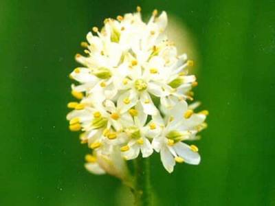 Североамериканское растение становится хищным только во время цветения - polit.ru - США - Колумбия - шт.Аляска - шт. Калифорния