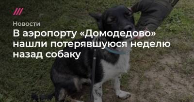 В аэропорту «Домодедово» нашли потерявшуюся неделю назад собаку - tvrain.ru - Москва - Симферополь