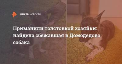 Приманили толстовкой хозяйки: найдена сбежавшая в Домодедово собака - ren.tv - Домодедово