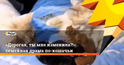 «Дорогая, тымне изменила?!»: семейная драма по-кошачьи - ridus.ru
