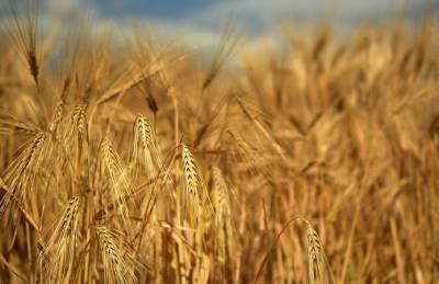 Украина продала более 60% ячменя, планируемого на экспорт - agroportal.ua - Китай - Украина - Турция - Саудовская Аравия