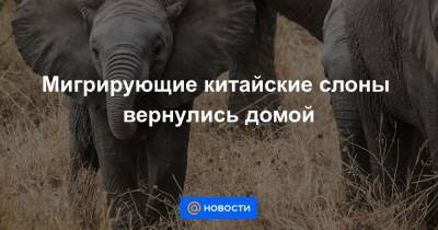 Мигрирующие китайские слоны вернулись домой - news.mail.ru