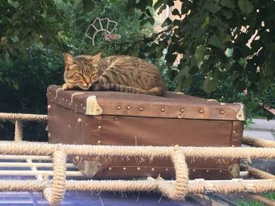 Российские кошатники начали сбор подписей за создание в городах площадок для выгула кошек - rosbalt.ru - Россия