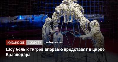 Шоу белых тигров впервые представят в цирке Краснодара - kubnews.ru - Россия - Краснодарский край - Краснодар