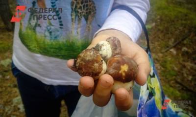 В сахалинском лесу снова пропали люди - fedpress.ru - Россия - Хабаровск - Южно-Сахалинск