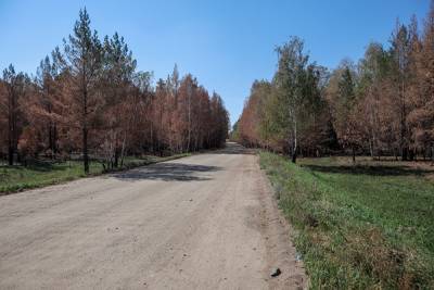 Наталья Мамаева - В Карталах проверят перевозчика, маршрутка которого врезалась в дерево - znak.com - Челябинская обл.