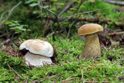 Вкусный или опасный? Ядовитые трубчатые грибы, которые растут у нас - skuke.net