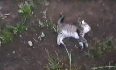 В Тюменской области осудят женщину, которая зверски убила двух котят - news.megatyumen.ru - Тюменская обл. - Тобольск