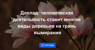 Доклад: человеческая деятельность ставит многие виды деревьев на грань вымирания - news.mail.ru