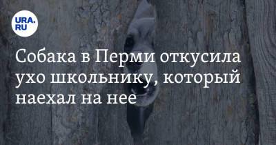 Собака в Перми откусила ухо школьнику, который наехал на нее - ura.news - Россия - Пермь - Пермский край