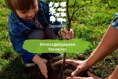 В Мурманской области готовятся к проведению акции «Сохраним лес» - murmansk.mk.ru - Россия - респ. Саха - Мурманская обл.