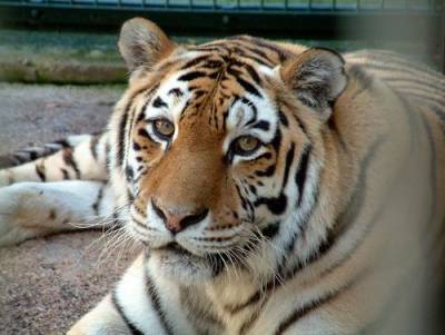 Директор амурского филиала WWF России Осипов заявил, что амурскому тигру больше не грозит исчезновение - argumenti.ru - Россия