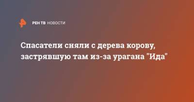 Спасатели сняли с дерева корову, застрявшую там из-за урагана "Ида" - ren.tv - USA - штат Луизиана